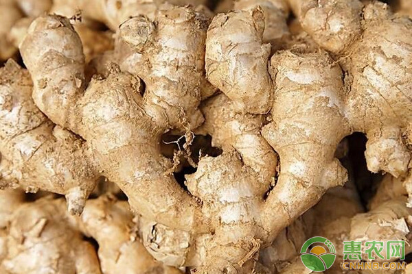 生姜什么时候种？生姜优质安全高效种植技术-图片版权归惠农网所有