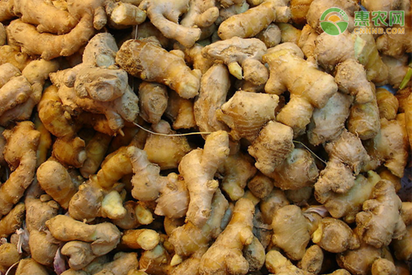 生姜高产种植技术-图片版权归惠农网所有