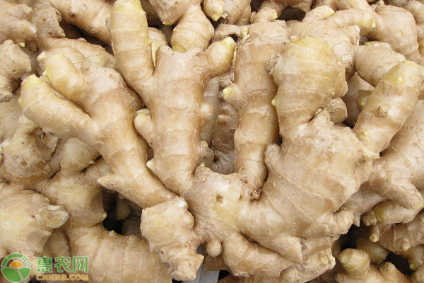 生姜高产种植技术-图片版权归惠农网所有