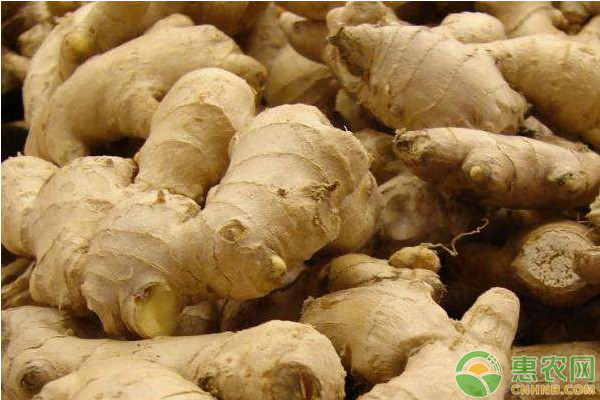 生姜怎么种植？-图片版权归惠农网所有