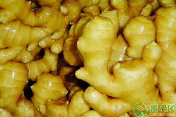 生姜怎么种植？-图片版权归惠农网所有