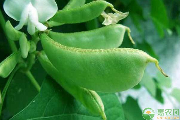 扁豆怎么种植？扁豆种植方法要点-图片版权归惠农网所有