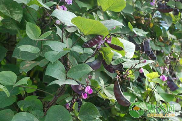 扁豆栽培如何获得高产？棚内搭架栽培扁豆变密技术-图片版权归惠农网所有