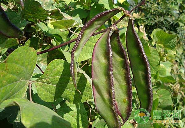 扁豆栽培如何获得高产？棚内搭架栽培扁豆变密技术-图片版权归惠农网所有