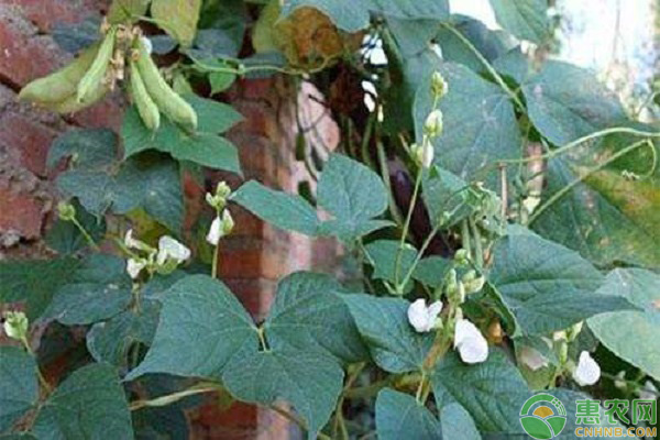 扁豆的高产施肥技巧-图片版权归惠农网所有