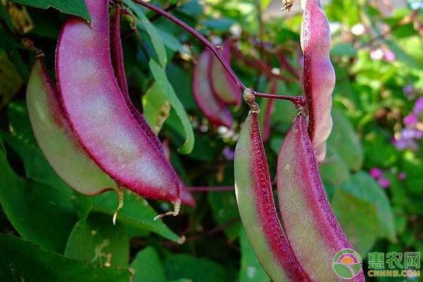 扁豆落花怎么办?这三大预防措施很重要! 扁豆落花怎么办?这三大预防措施很重要!-图片版权归惠农网所有