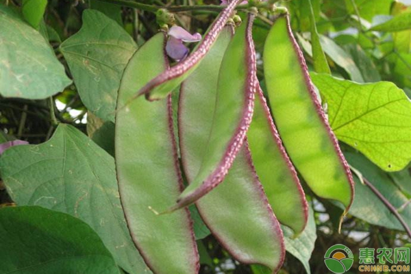 扁豆落花怎么办?这三大预防措施很重要! 扁豆落花怎么办?这三大预防措施很重要!-图片版权归惠农网所有