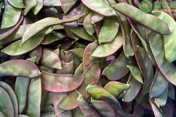 扁豆叶点霉斑点病的症状和防治方法-图片版权归惠农网所有