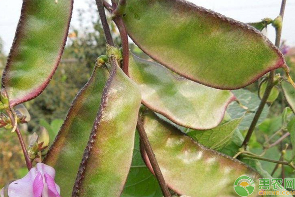 扁豆叶点霉斑点病的症状和防治方法-图片版权归惠农网所有