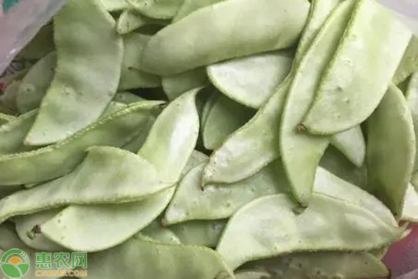 扁豆叶点霉斑点病的症状和防治方法-图片版权归惠农网所有