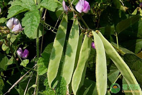 扁豆黑斑病如何防治？扁豆黑斑病的常见特征-图片版权归惠农网所有