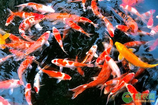 锦鲤水霉病要如何防治？-图片版权归惠农网所有