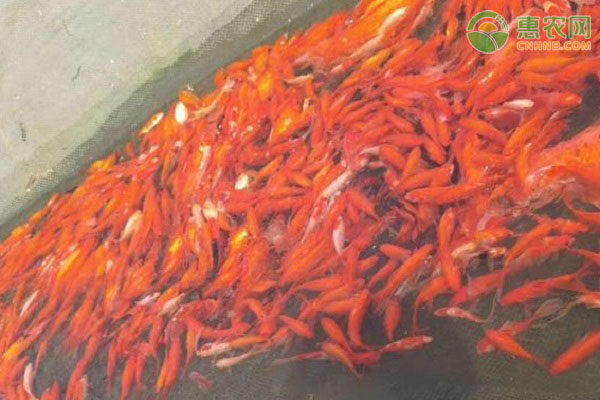 锦鲤水霉病要如何防治？-图片版权归惠农网所有