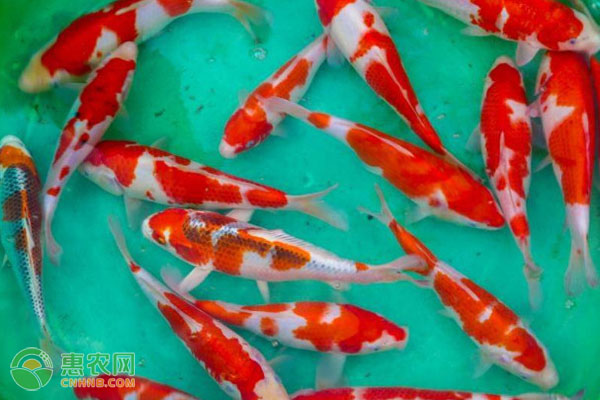 锦鲤水霉病要如何防治？-图片版权归惠农网所有