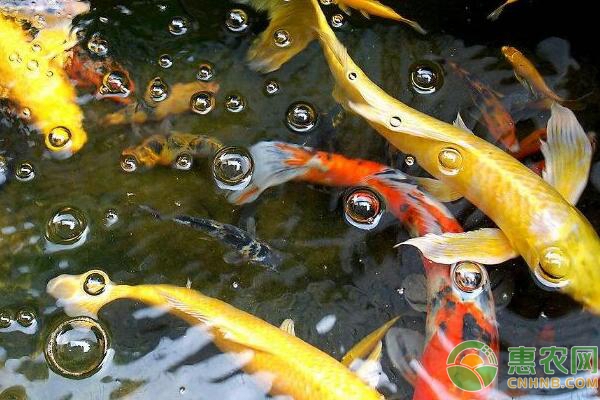 益生菌在锦鲤养殖过程中起到的两大作用-图片版权归惠农网所有