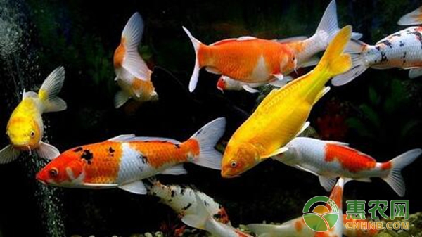 益生菌在锦鲤养殖过程中起到的两大作用-图片版权归惠农网所有