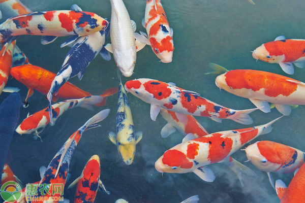 锦鲤出血病的防治技术要点-图片版权归惠农网所有