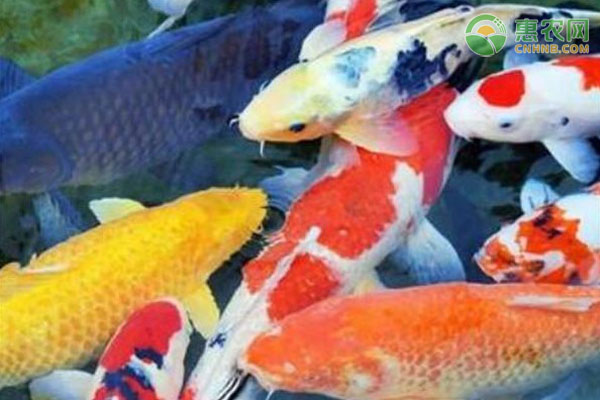 锦鲤出血病的防治技术要点-图片版权归惠农网所有