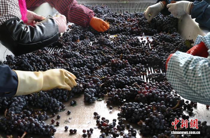 金秋十月宁夏贺兰山东麓酿酒葡萄采摘忙