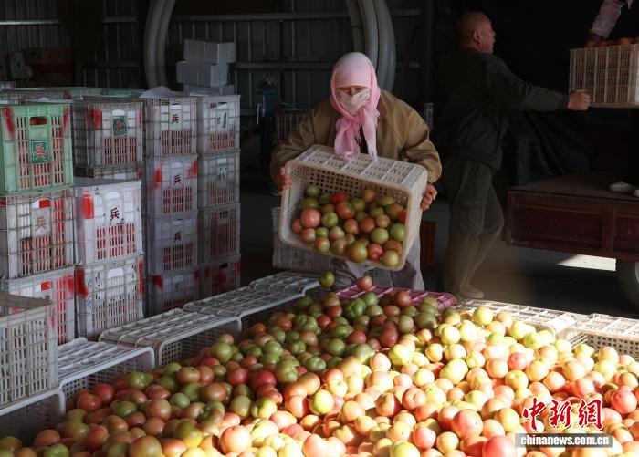 宁夏银川:秋季西红柿喜迎丰收