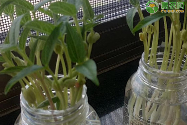 水培绿豆怎么种?-图片版权归惠农网所有