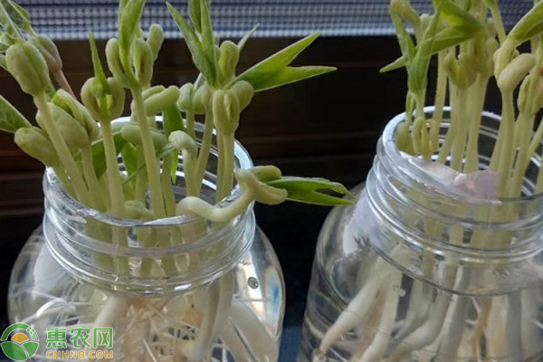 水培绿豆怎么种?-图片版权归惠农网所有