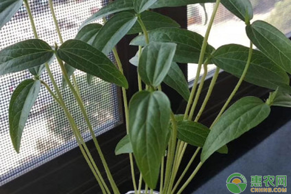 水培绿豆怎么种?-图片版权归惠农网所有