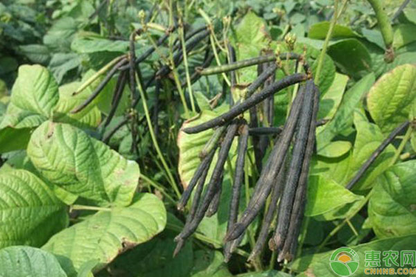 绿豆品种有哪些？绿豆种植要如何有效管理？-图片版权归惠农网所有