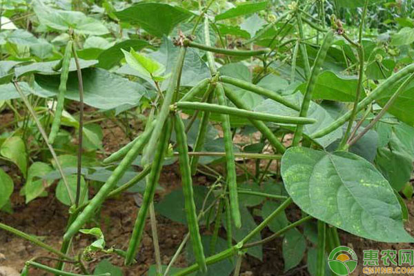 绿豆品种有哪些？绿豆种植要如何有效管理？-图片版权归惠农网所有