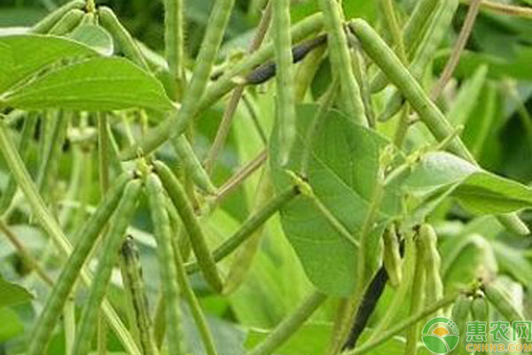 绿豆品种有哪些？绿豆种植要如何有效管理？-图片版权归惠农网所有