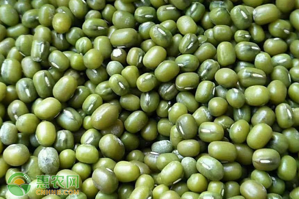 绿豆栽培要点-图片版权归惠农网所有