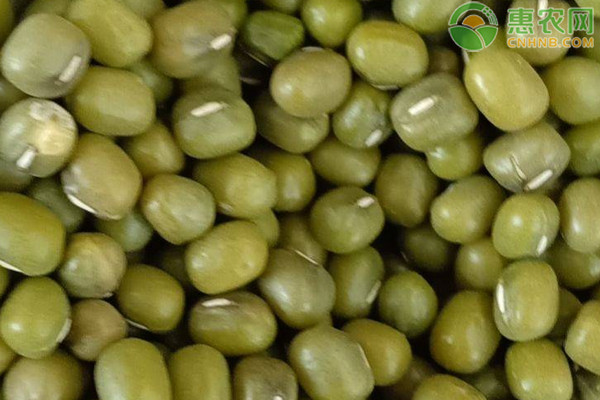 绿豆栽培要点-图片版权归惠农网所有