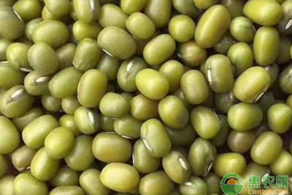 绿豆栽培要点-图片版权归惠农网所有