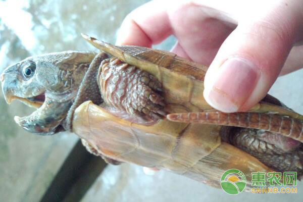 平胸龟养殖技术，平胸龟怎么养?-图片版权归惠农网所有