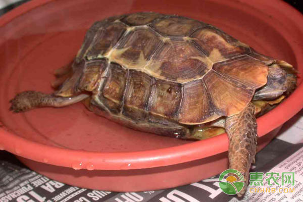 平胸龟养殖技术，平胸龟怎么养?-图片版权归惠农网所有