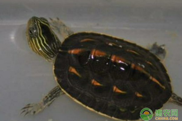 珍珠龟的正确饲养方法-图片版权归惠农网所有