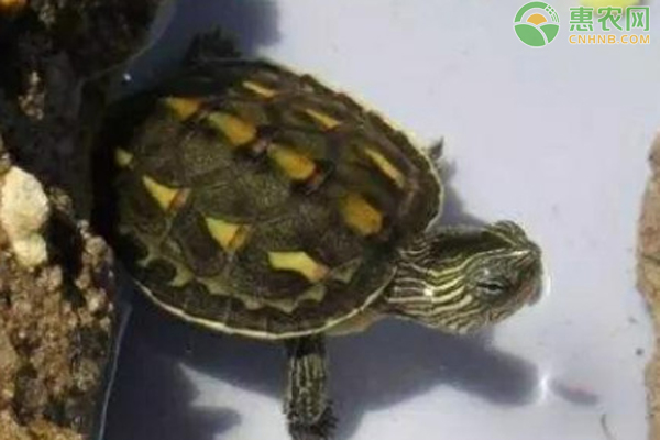 珍珠龟的正确饲养方法-图片版权归惠农网所有