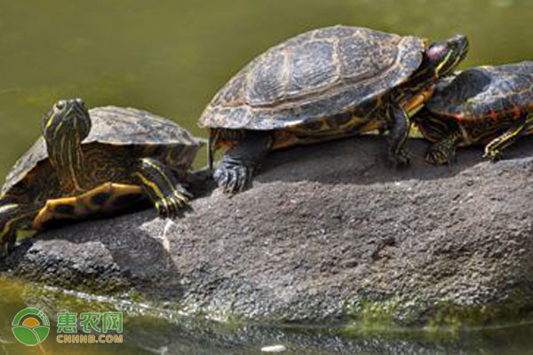 巴西龟冬天怎么养？-图片版权归惠农网所有
