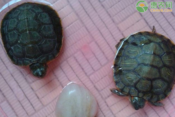 巴西龟冬天怎么养？-图片版权归惠农网所有
