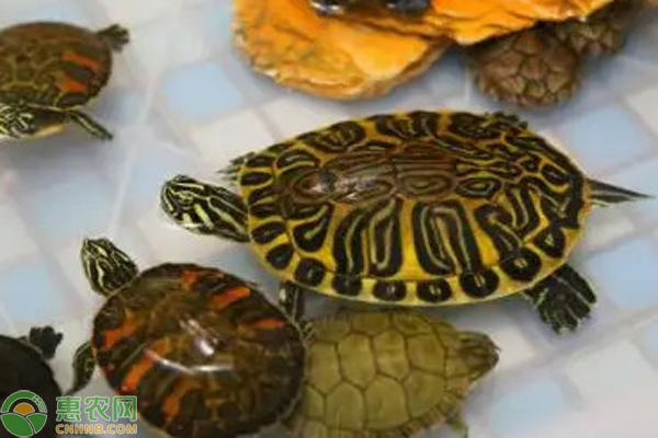黄耳龟养殖方法-图片版权归惠农网所有