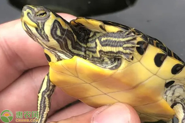 黄耳龟养殖方法-图片版权归惠农网所有