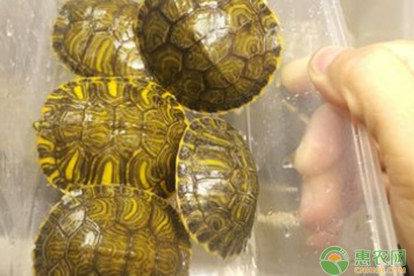 黄耳龟养殖方法-图片版权归惠农网所有