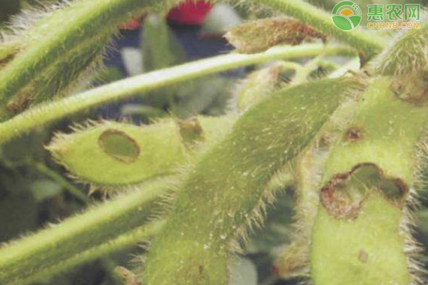 大豆食心虫防治时间及方法-图片版权归惠农网所有