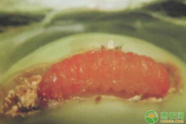 大豆食心虫防治时间及方法-图片版权归惠农网所有