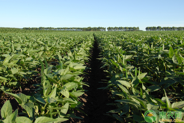 秋大豆无公害丰产栽培技术-图片版权归惠农网所有