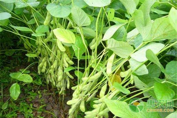 秋大豆无公害丰产栽培技术-图片版权归惠农网所有