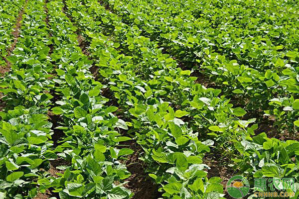 秋大豆无公害丰产栽培技术-图片版权归惠农网所有