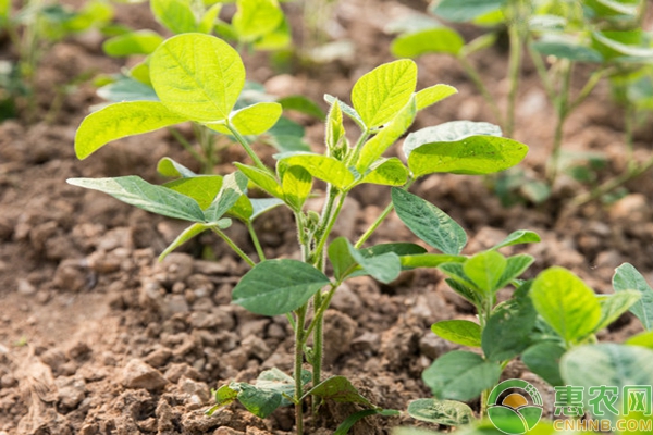 大豆高产种植：大豆“垄三”栽培技术详解-图片版权归惠农网所有