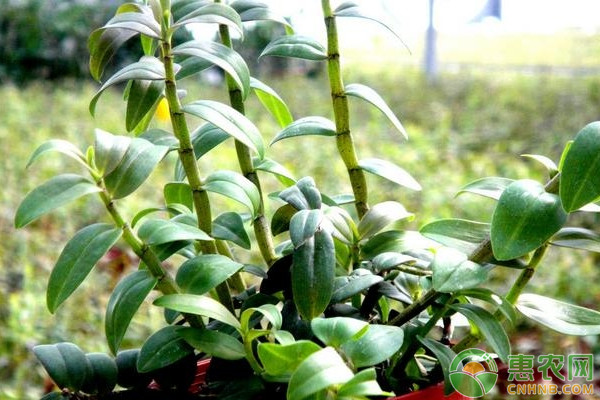 铁皮石斛怎么繁殖栽培？-图片版权归惠农网所有