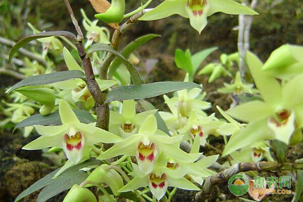 铁皮石斛怎么种植？-图片版权归惠农网所有